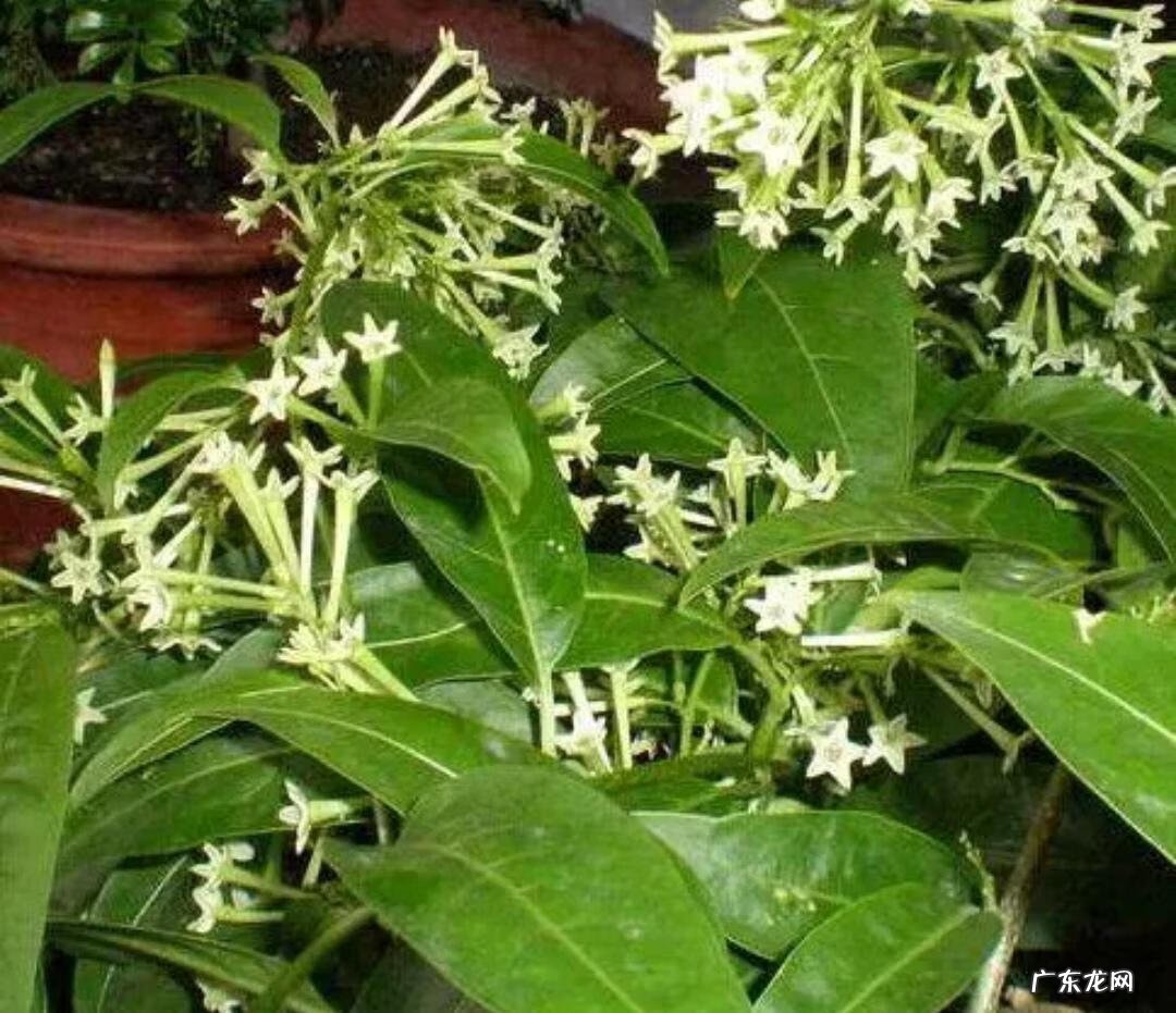 风水学上讲,家里不适合养的花 风水学不能养的花有哪些