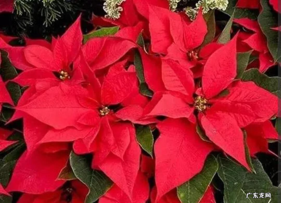 风水学上讲,家里不适合养的花 风水学不能养的花有哪些