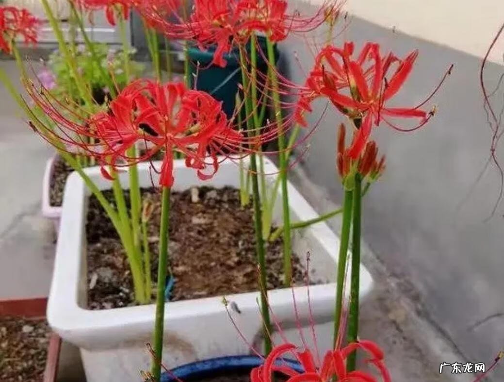 风水学上讲,家里不适合养的花 风水学不能养的花有哪些