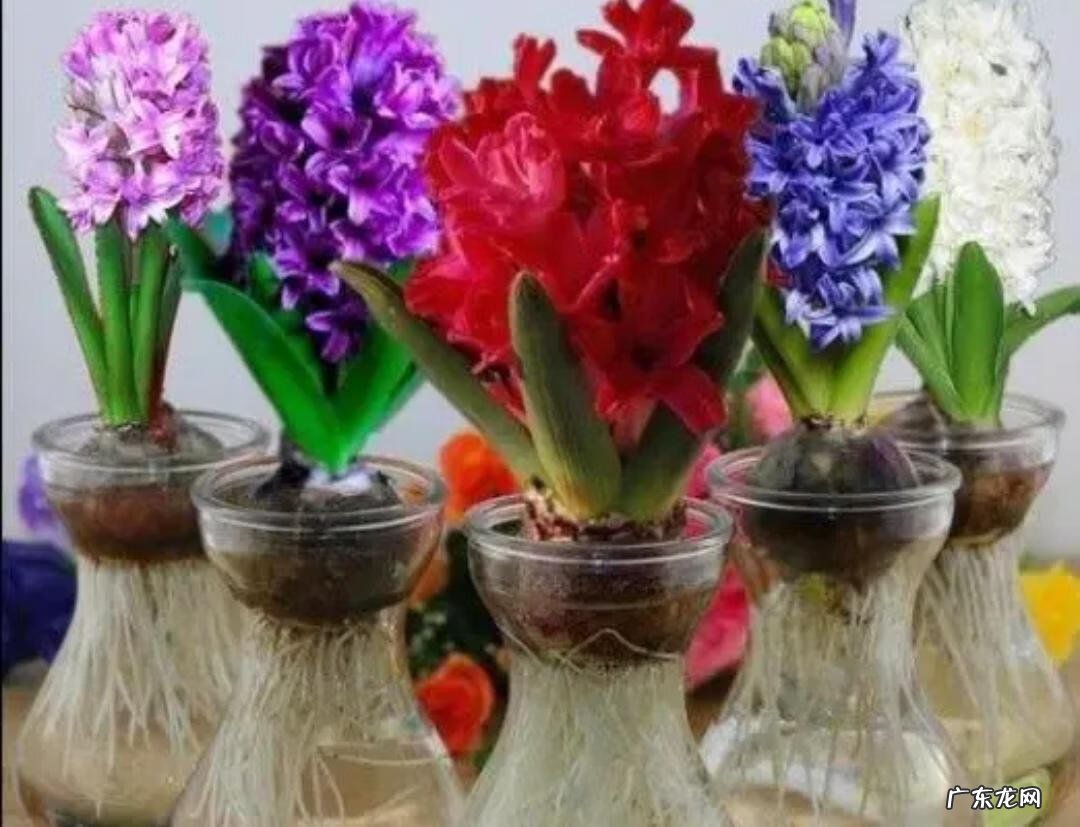 风水学上讲,家里不适合养的花 风水学不能养的花有哪些