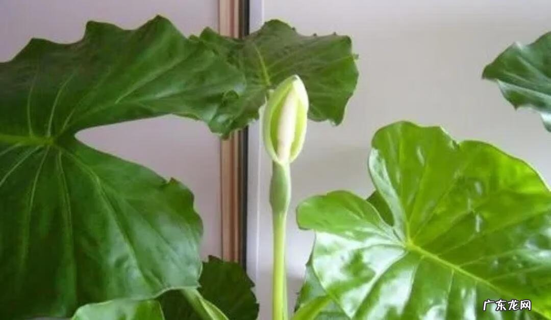 风水学上讲,家里不适合养的花 风水学不能养的花有哪些