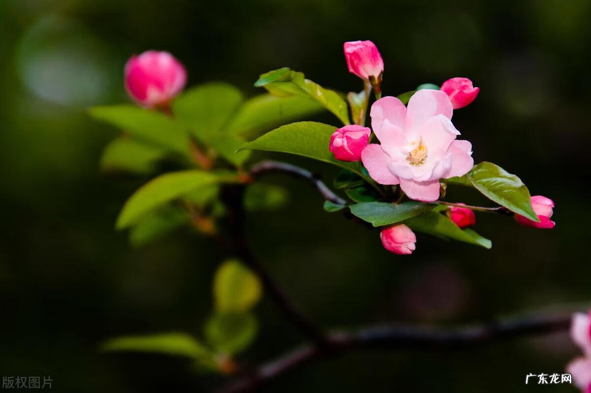 院子里种什么花风水好 院子栽什么花风水好
