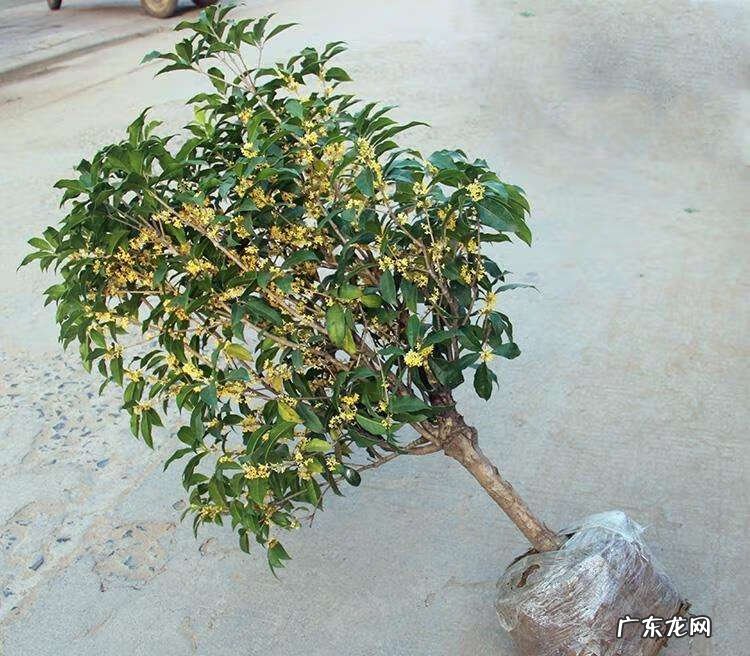 院子里种什么花风水好 院子栽什么花风水好