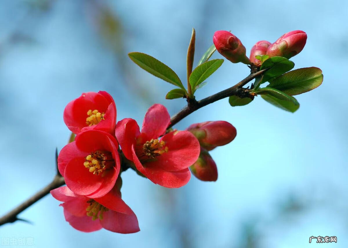 院子里种什么花风水好 院子栽什么花风水好