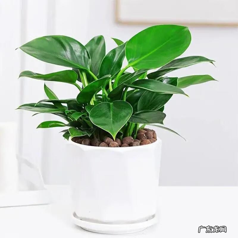 绿植金钻的风水作用是什么