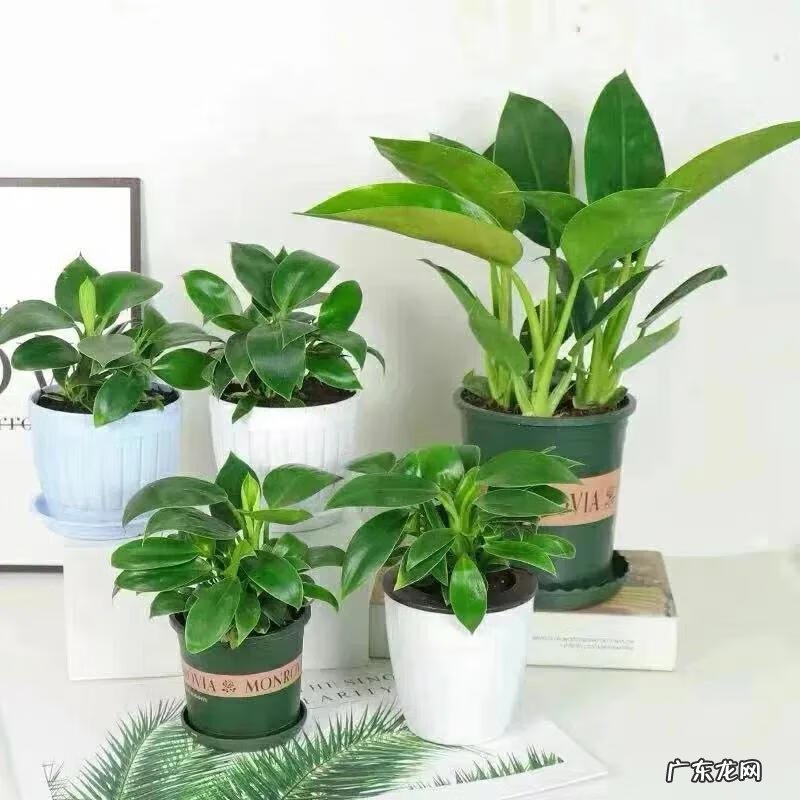 绿植金钻的风水作用是什么