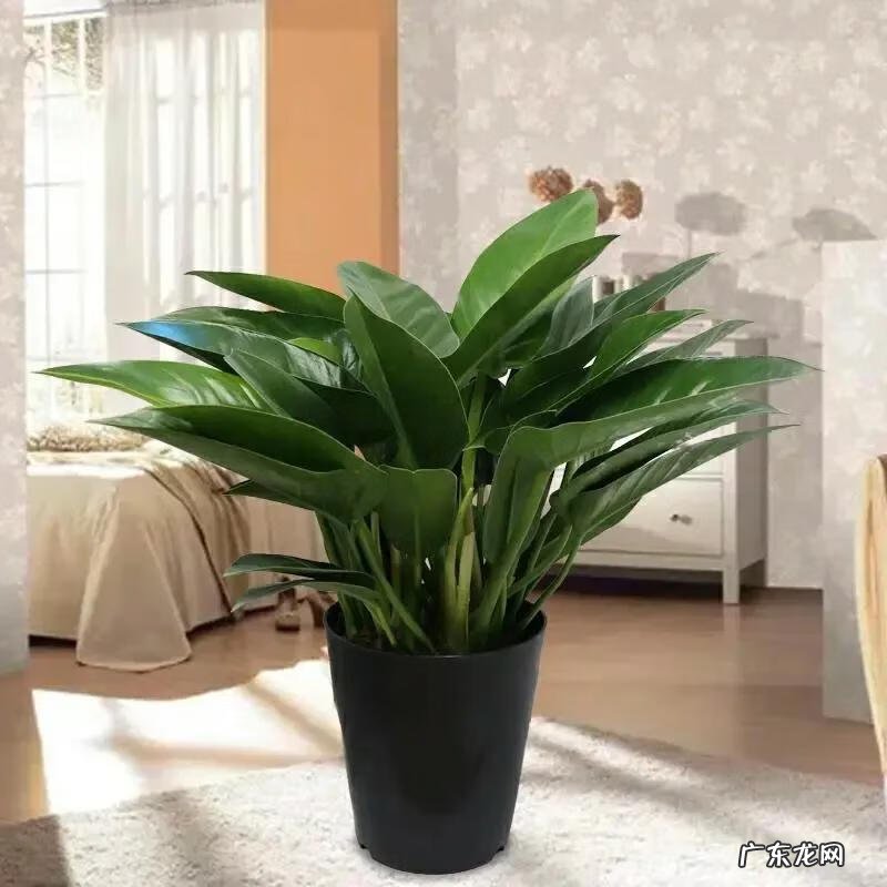 绿植金钻的风水作用是什么