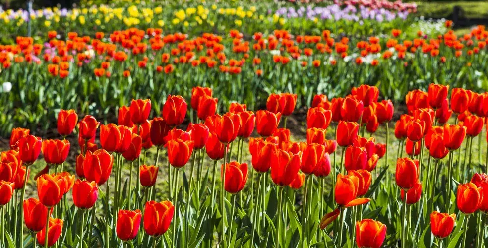 温哥华好在哪里