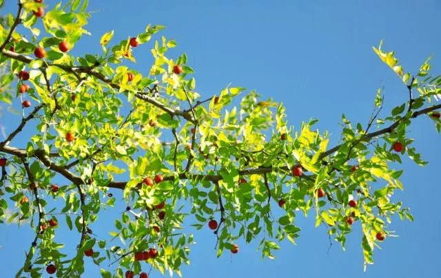 红木植物 红继木的风水