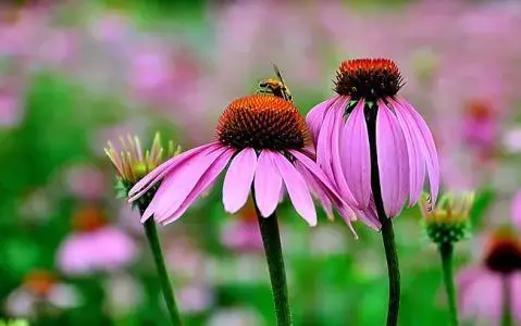 红木植物 红继木的风水