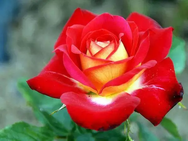 红木植物 红继木的风水