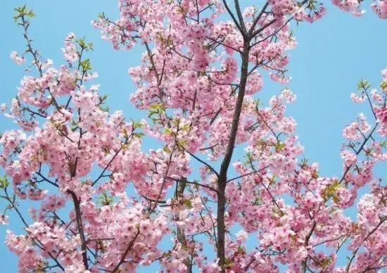 红木植物 红继木的风水