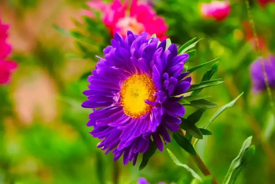 红木植物 红继木的风水