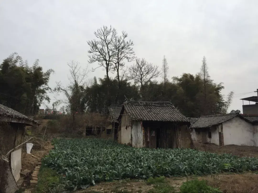 祠堂前的风水池塘 祠堂前风水树好不好