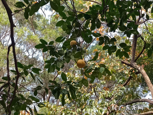 厦门有人看风水厉害的人吗 厦门高品质琉璃风水店