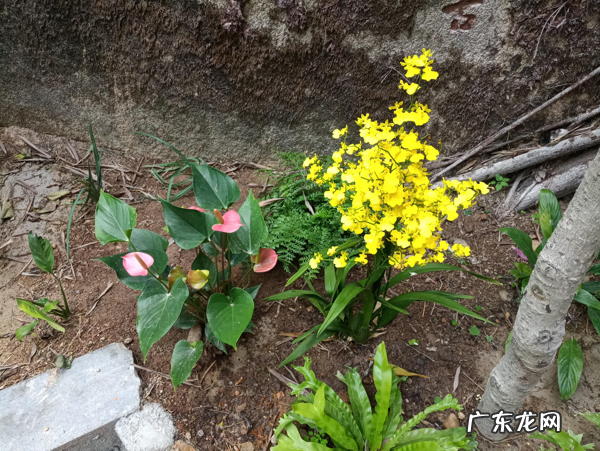 厦门有人看风水厉害的人吗 厦门高品质琉璃风水店