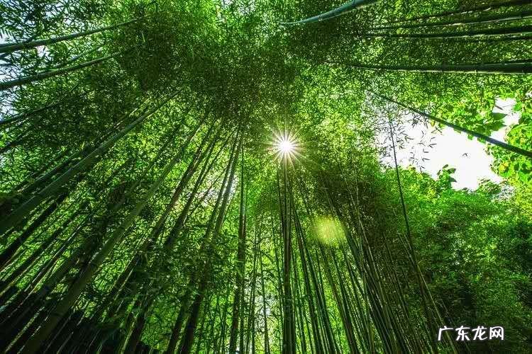 临沂风水龙脉 沂南万鸟归巢风水如何