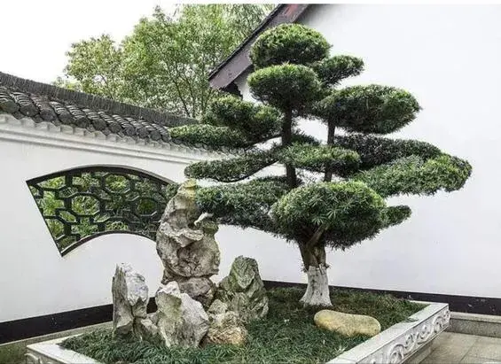 风水中什么树最贵最好