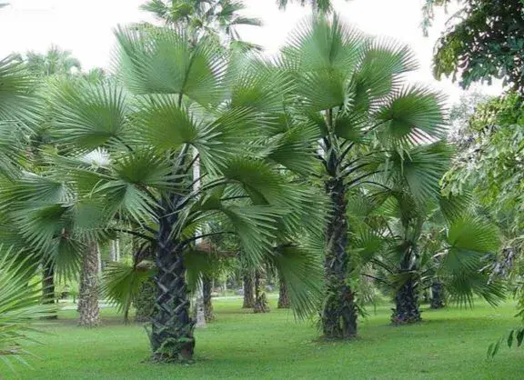 风水中什么树最贵最好