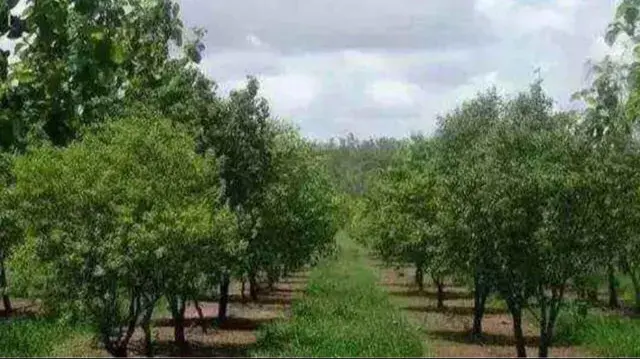 风水中什么树最贵最好