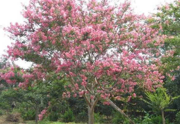 风水中什么树最贵最好