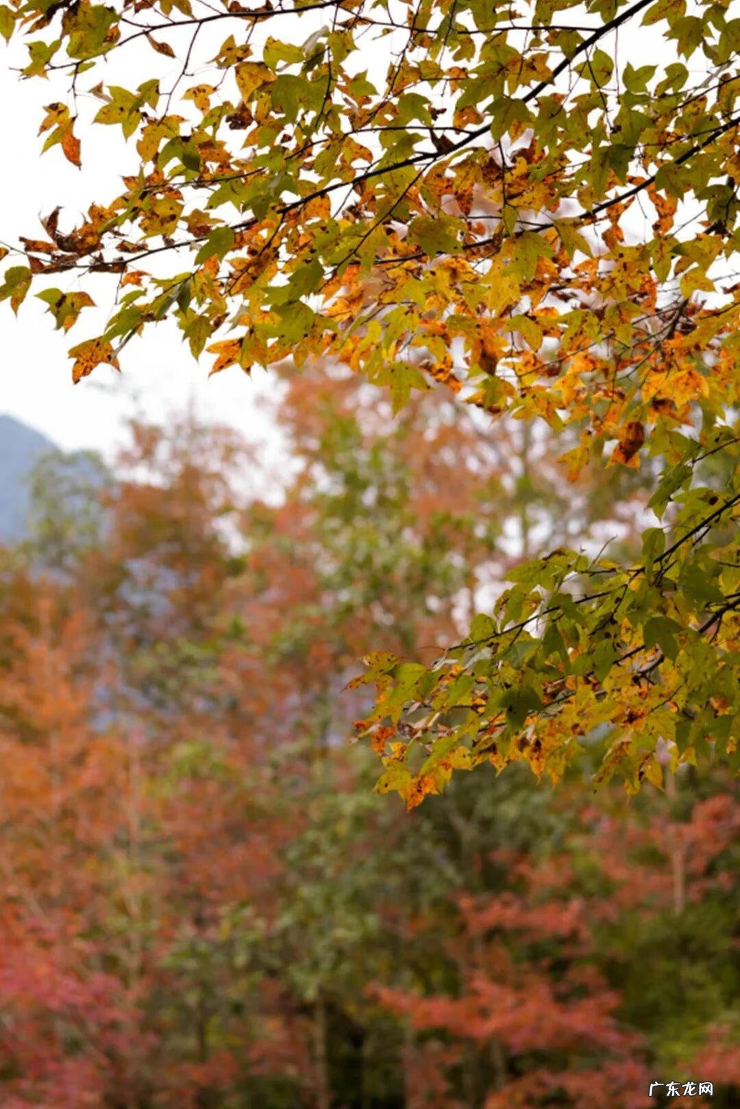 百色水库灌区路线 东风水库到百色小路怎么走