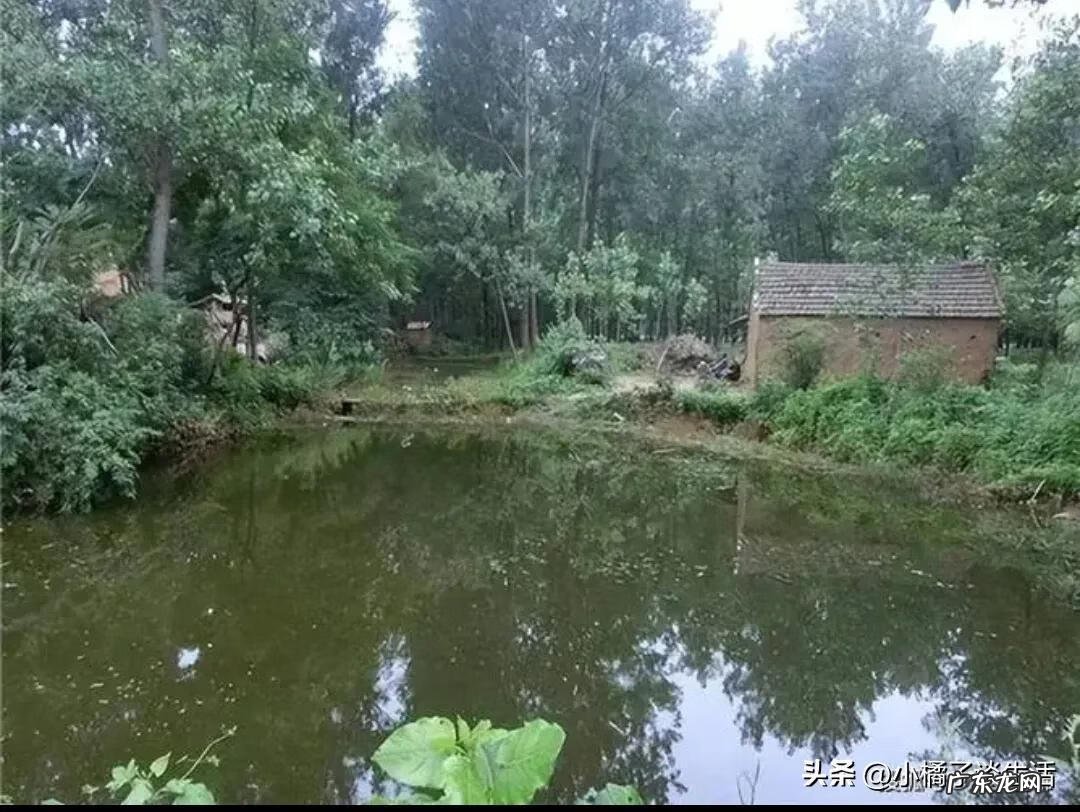 家里有鱼池风水好不好 屋后有小鱼池风水怎样好
