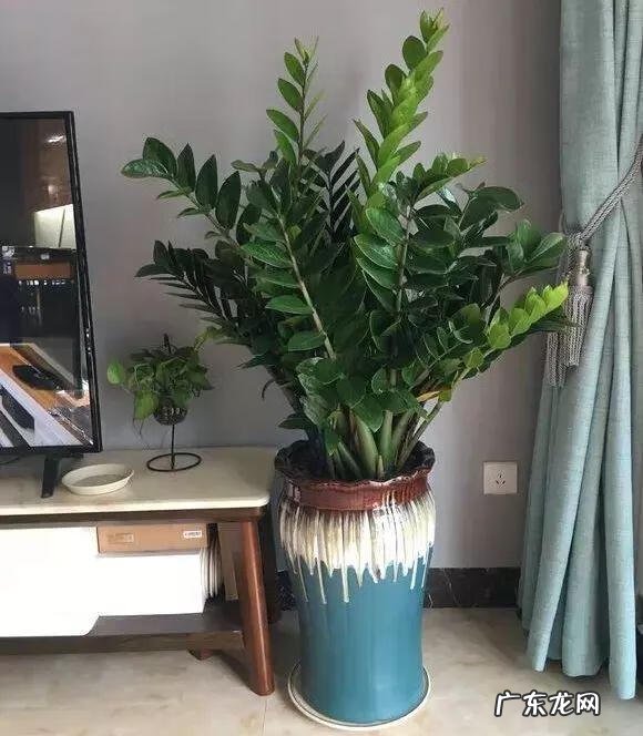 什么花家里养比较吉利 风水上养什么花最好