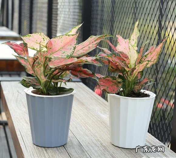 什么花家里养比较吉利 风水上养什么花最好