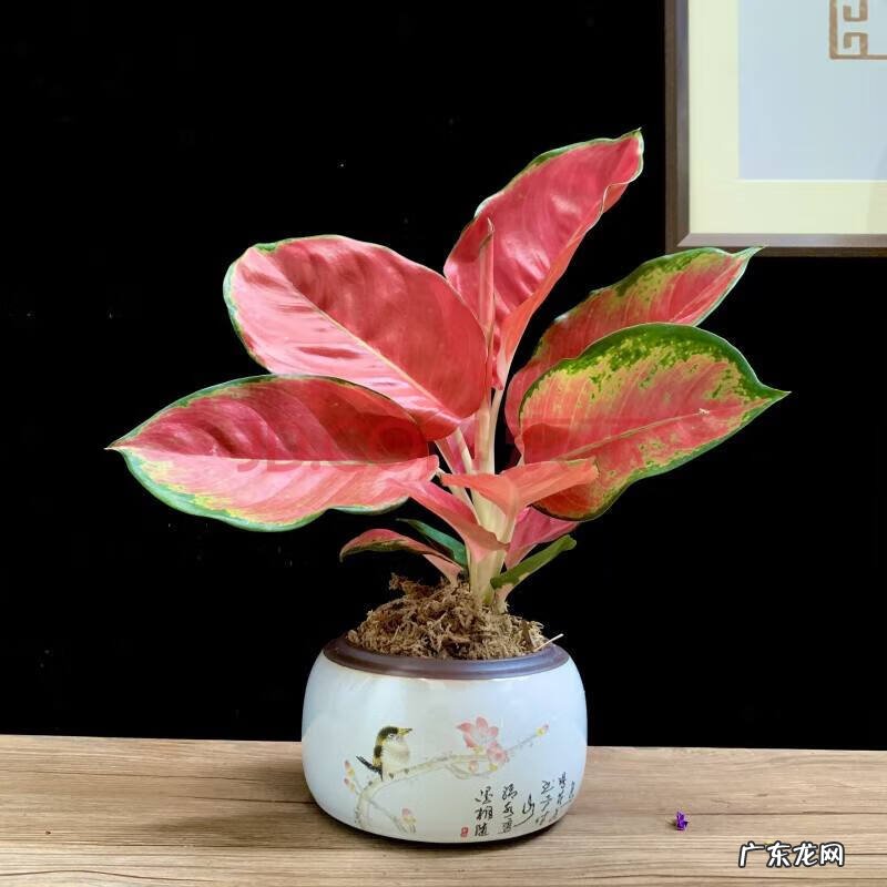 什么花家里养比较吉利 风水上养什么花最好