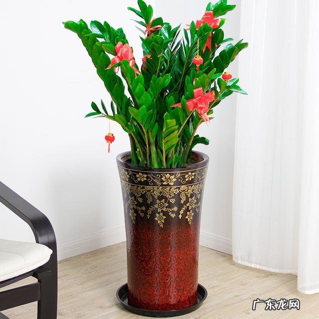 什么花家里养比较吉利 风水上养什么花最好