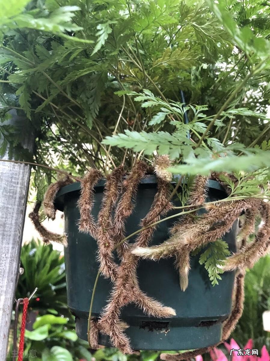 中药狗脊 狗脊长什么样