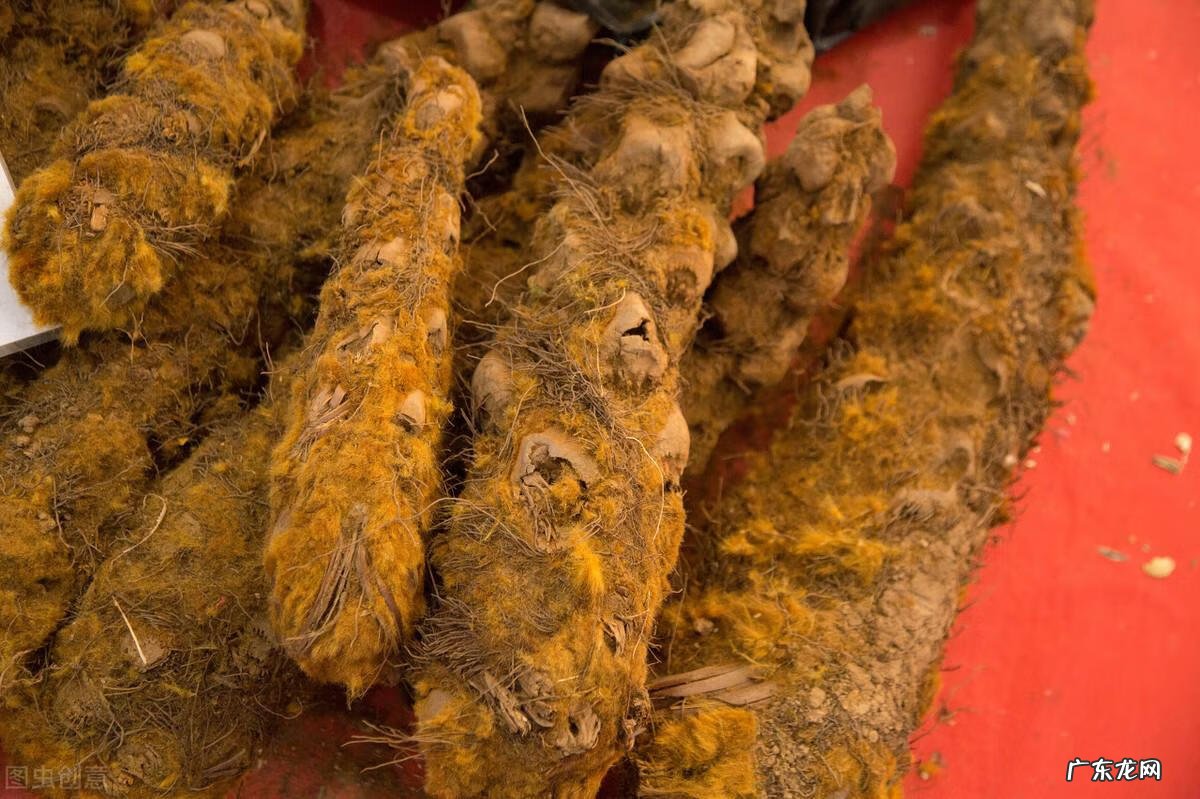 中药狗脊 狗脊长什么样