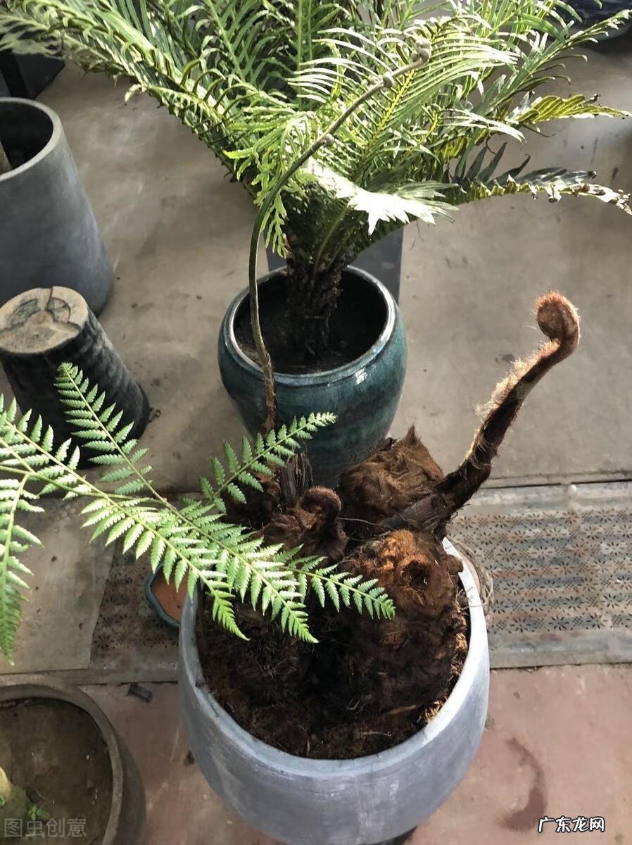 中药狗脊 狗脊长什么样