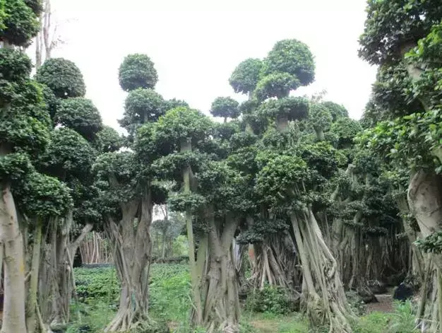 玄关银杏叶装饰风水 银杏叶摆件风水寓意