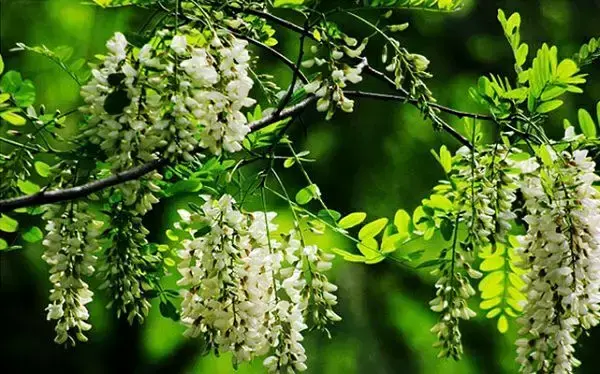 玄关银杏叶装饰风水 银杏叶摆件风水寓意