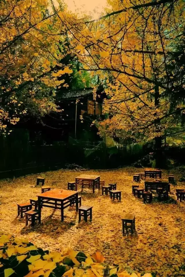 玄关银杏叶装饰风水 银杏叶摆件风水寓意