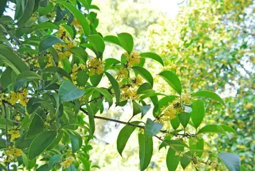 玄关银杏叶装饰风水 银杏叶摆件风水寓意