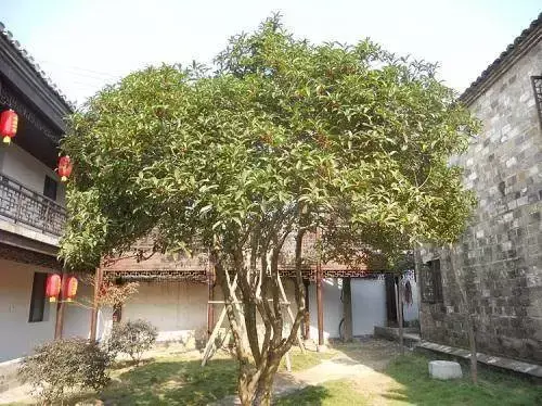 玄关银杏叶装饰风水 银杏叶摆件风水寓意