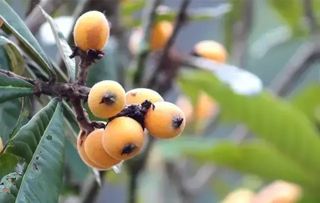 玄关银杏叶装饰风水 银杏叶摆件风水寓意
