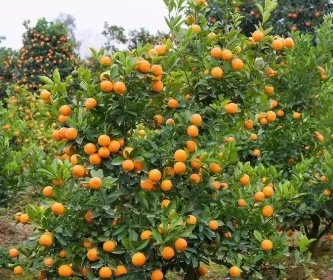 玄关银杏叶装饰风水 银杏叶摆件风水寓意