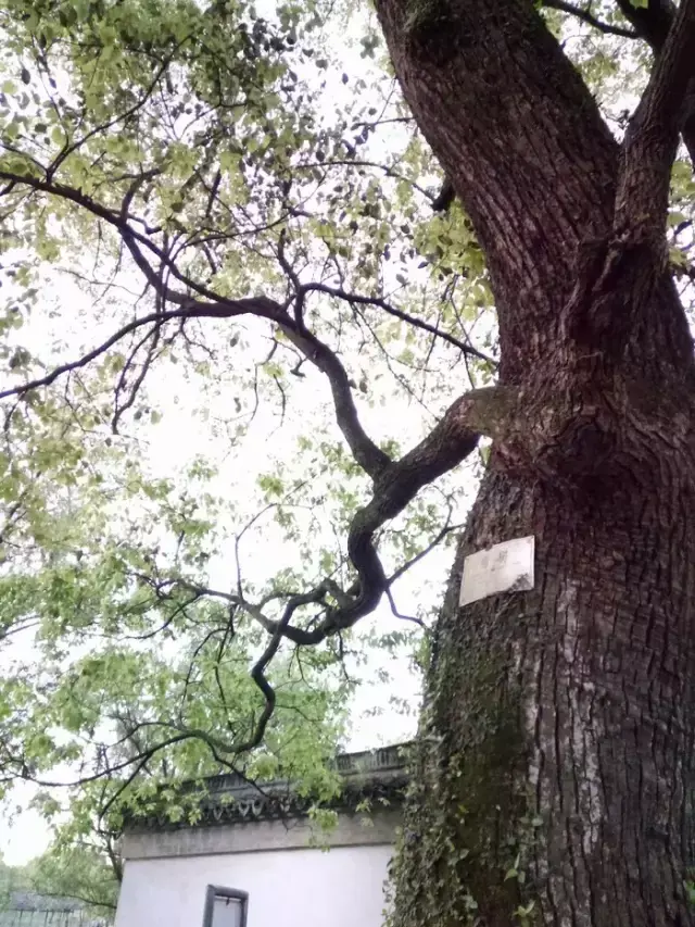 玄关银杏叶装饰风水 银杏叶摆件风水寓意
