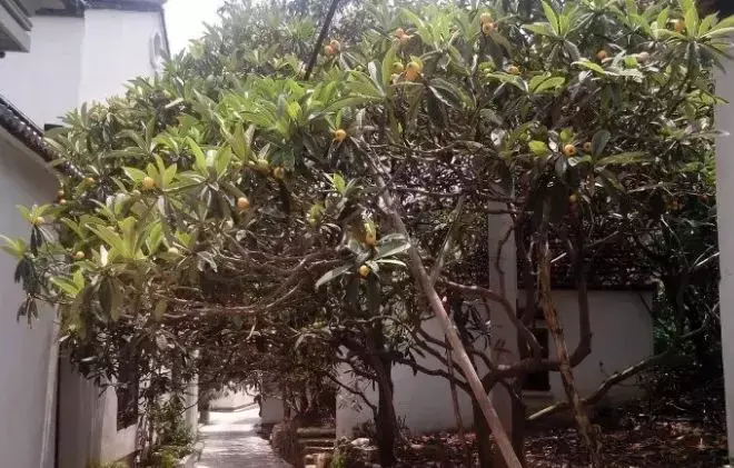 玄关银杏叶装饰风水 银杏叶摆件风水寓意