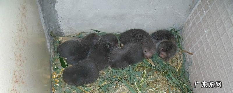 竹鼠的养殖成本预算,竹鼠养殖池的建设