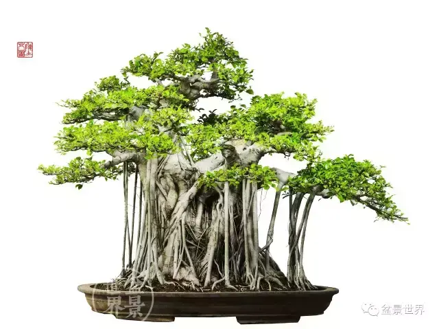 榕树的风水 榕树是风水树吗