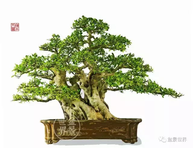 榕树的风水 榕树是风水树吗