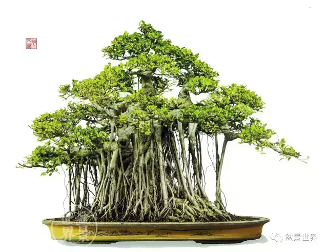 榕树的风水 榕树是风水树吗