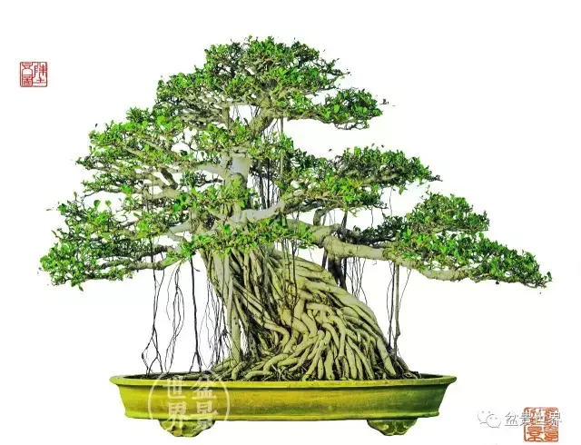 榕树的风水 榕树是风水树吗