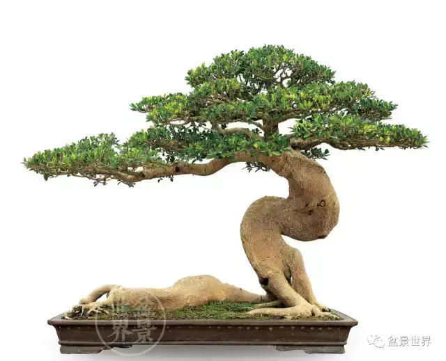 榕树的风水 榕树是风水树吗