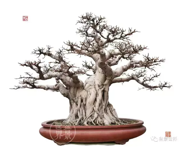 榕树的风水 榕树是风水树吗